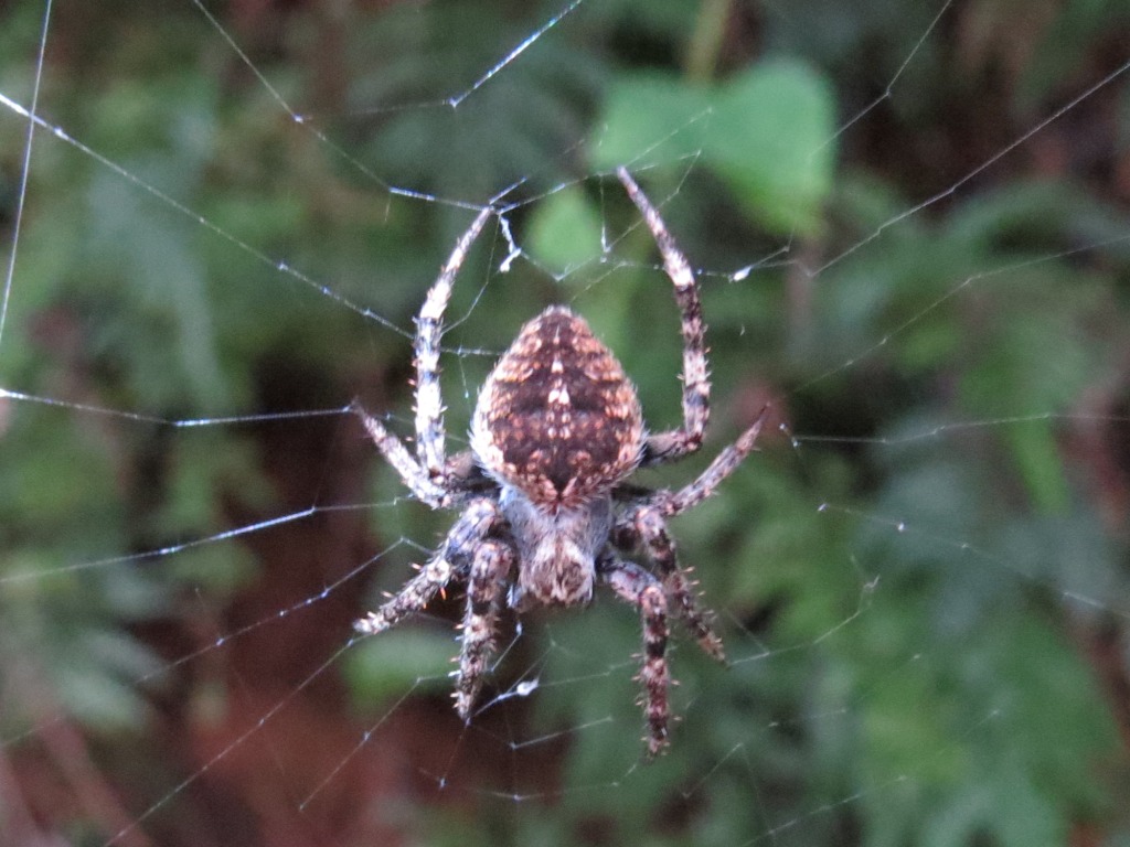 [最も選択された] 蜘蛛 茶色 133488蜘蛛 茶色 丸い