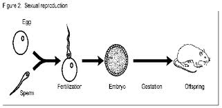 Sexual Reproduction : Animals |Genetic Engineering Info