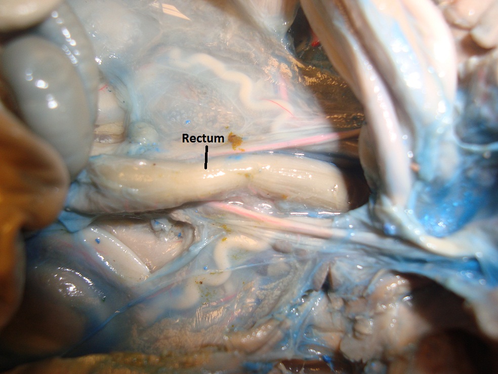 Pig Dissection: Day 3 - Finishing Digestive System
