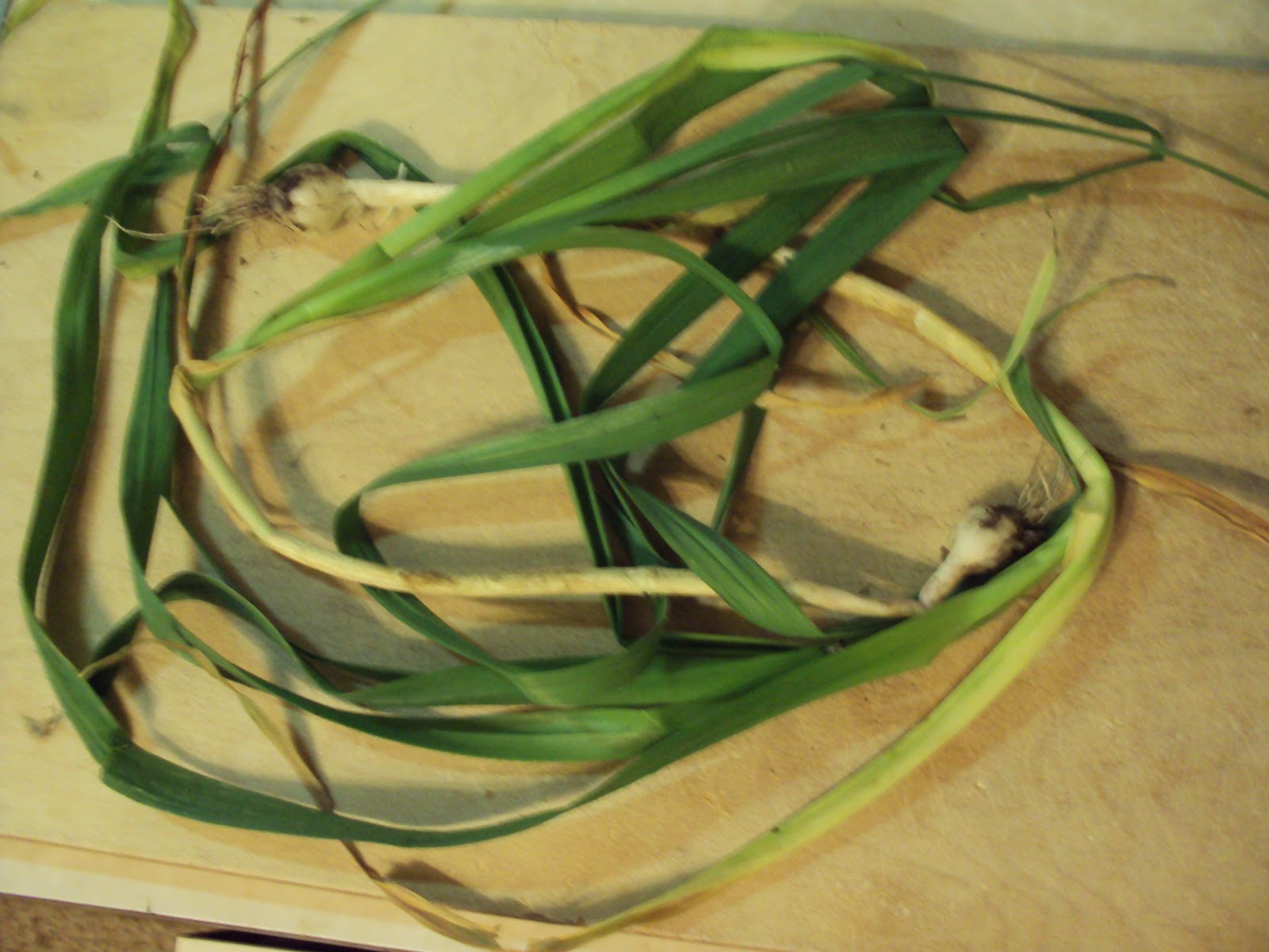 Missouri Survival Scallions Wild Green Onions