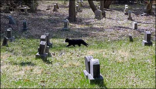 Aspen Hill Pet Cemetery