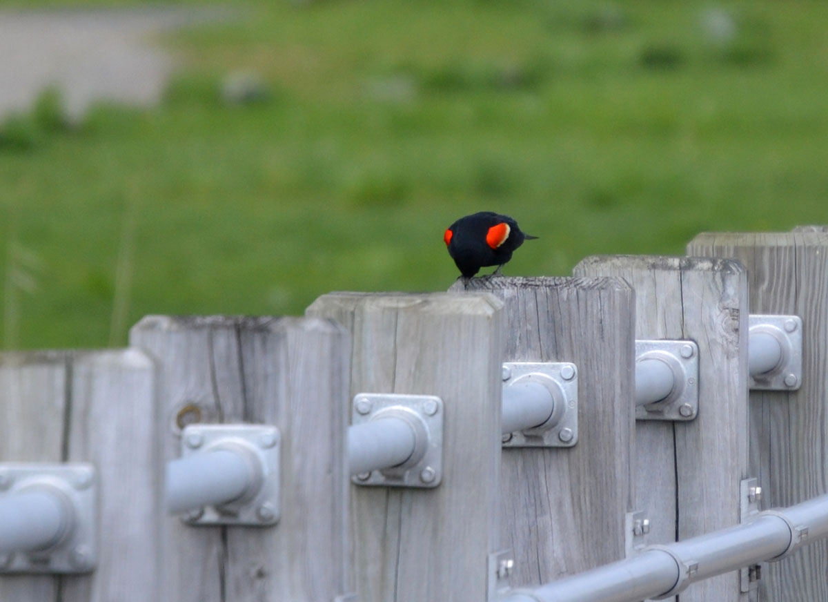 Woods Walks and Wildlife Yellow Birds, and Other Assorted Beach Sights