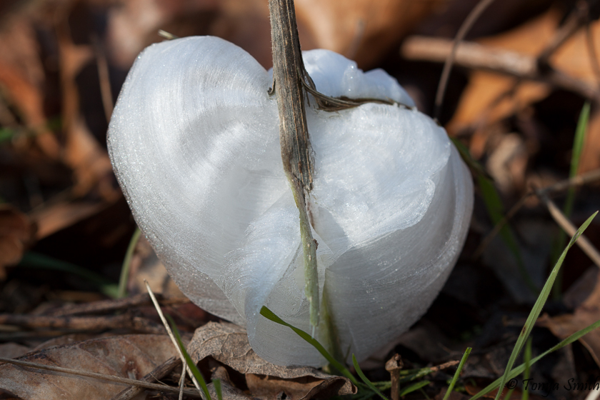 Springfield Plateau Frost Flowers