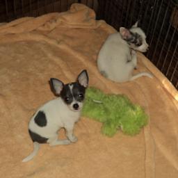 tiny toy chihuahua