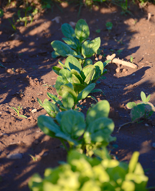Gardening; spinach | My Darling Days Gardening; spinach | My Darling Days