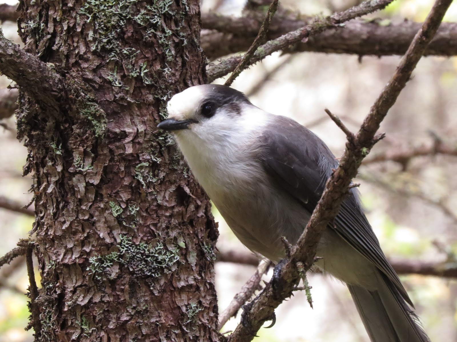 Vermont Birds and Words Boreal Birds NEK VT Moose Bog & Victory Basin