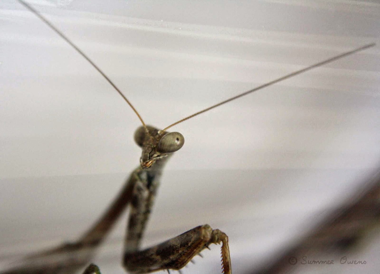 The Praying Mantis homeschool study for children Summer Owens