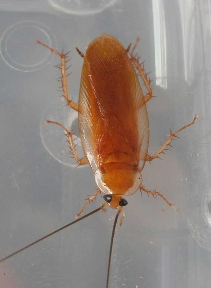 Hisserdude's Roaches P.unknown%25233