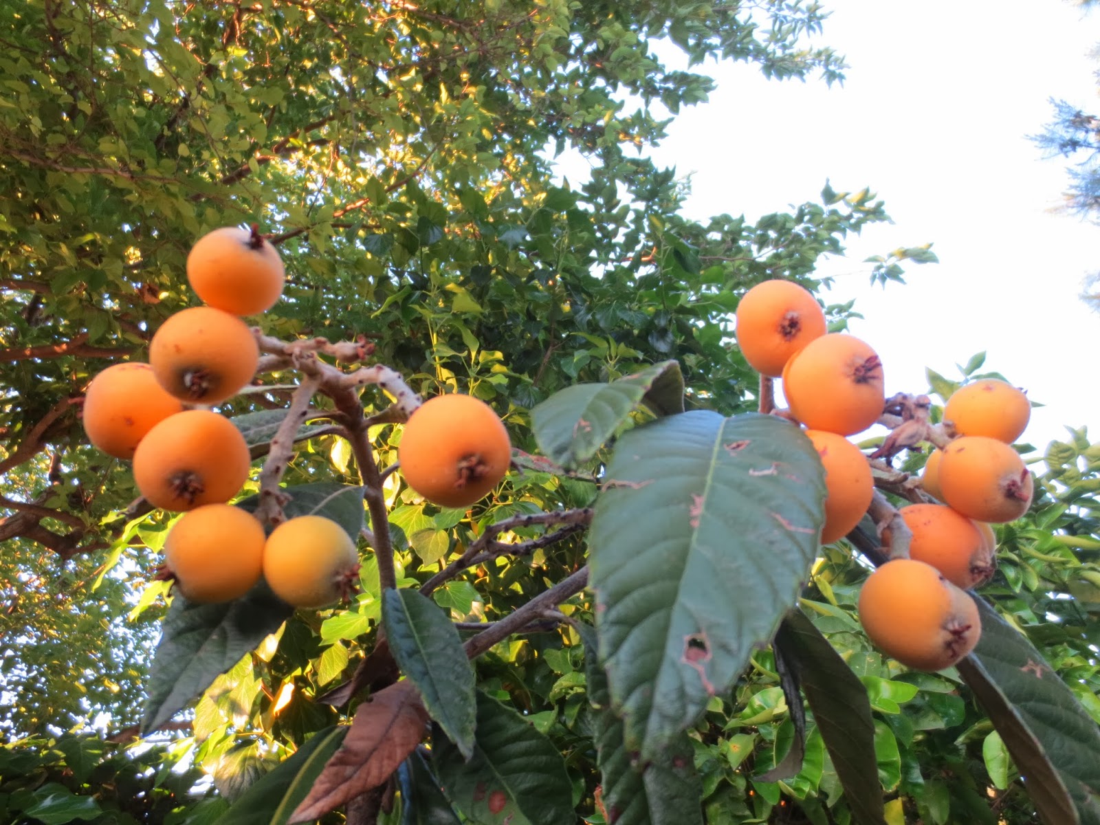 Taste of Nepal Loquat Fruit of Nepal लौकाट