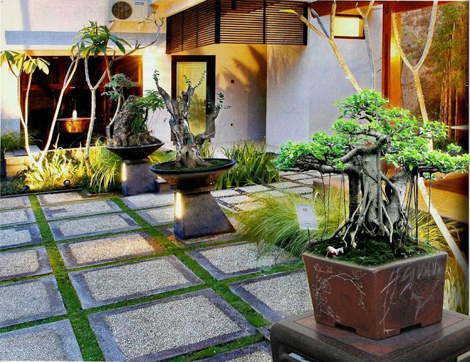 BONSAI DIRUMAH Meski Kecil, Bonsai Ini Bikin Rumahmu Indah Kayak Taman LUX