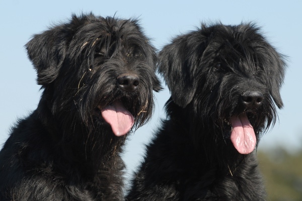 Everything about your Giant Schnauzer - LUV My dogs