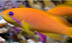 Ikan hias termahal Golden Basslet