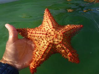La Estrella de Mar uno de los equindermos mas populares