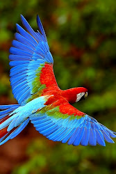 birds wallpapers iphone parrot flying awesome iphonezone
