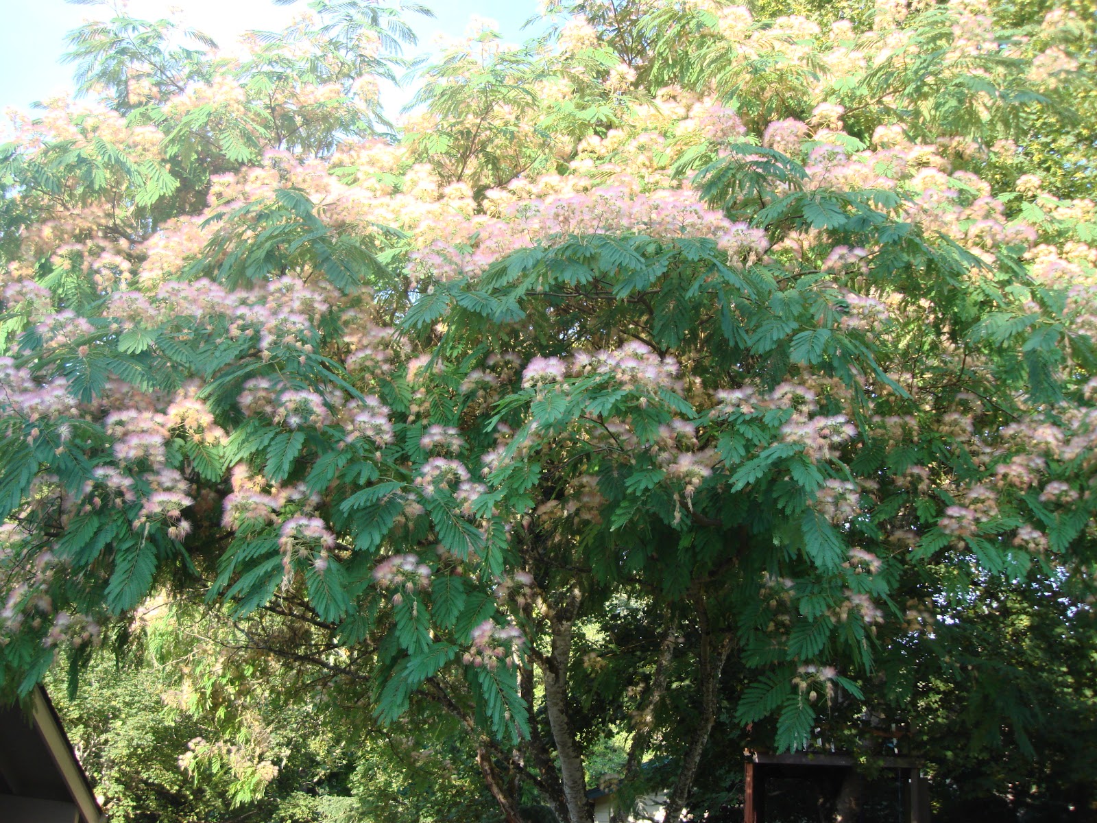 Silk Mimosa Tree