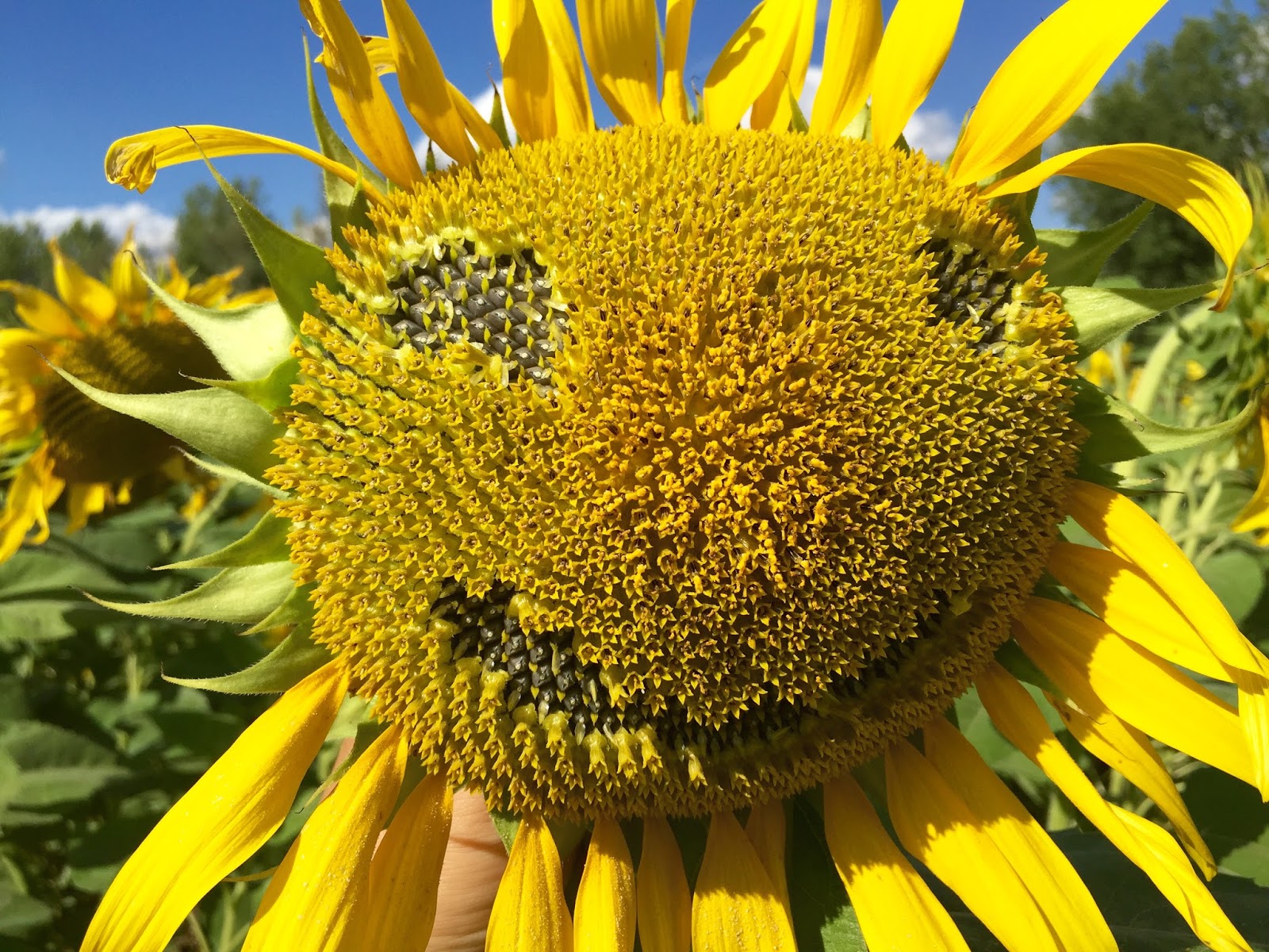 AgronomyUkraine Did Ukraine restrict how many hectares of sunflowers