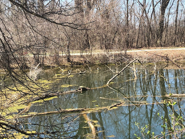 Snapping turtle savoring the spring sun at Pratt's Way Woods in Wayne, Illinois