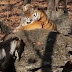 Τα "έσπασαν" ο τράγος και η τίγρης που ζούσαν αρμονικά σε πάρκο της Ρωσίας