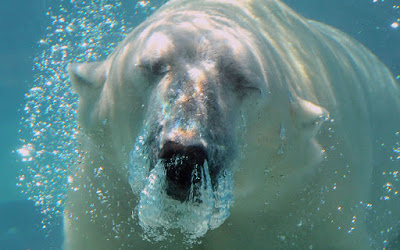 underwater polar bear wallpaper 1280x800 1005121