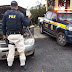 MOTORISTA COM VEÍCULO ROUBADO E DOCUMENTAÇÃO FALSA É PRESO PELA PRF EM IBOTIRAMA(BA)