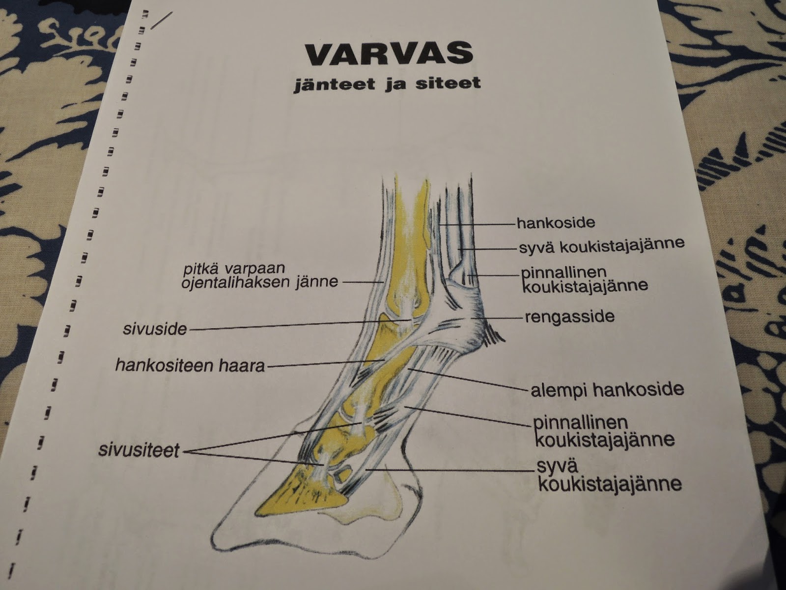 Skyfighter hevosen Ja Omistajan Yhteiseloa Toinen Postaus Kaviokurssista