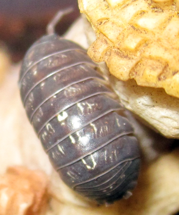 Hisserdude's Isopods A.vulgare%25231