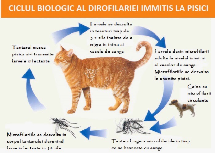 feline de pierdere în greutate astm)