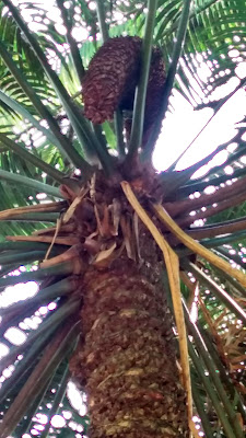 Cycad