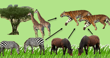 Ekosistem Padang Rumput