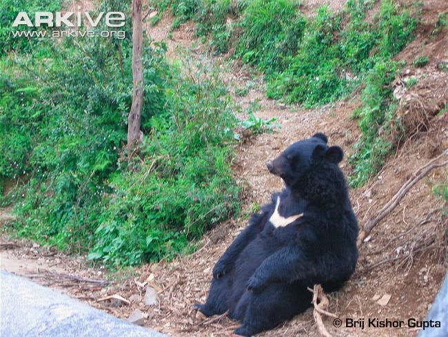 Oso negro tibetano