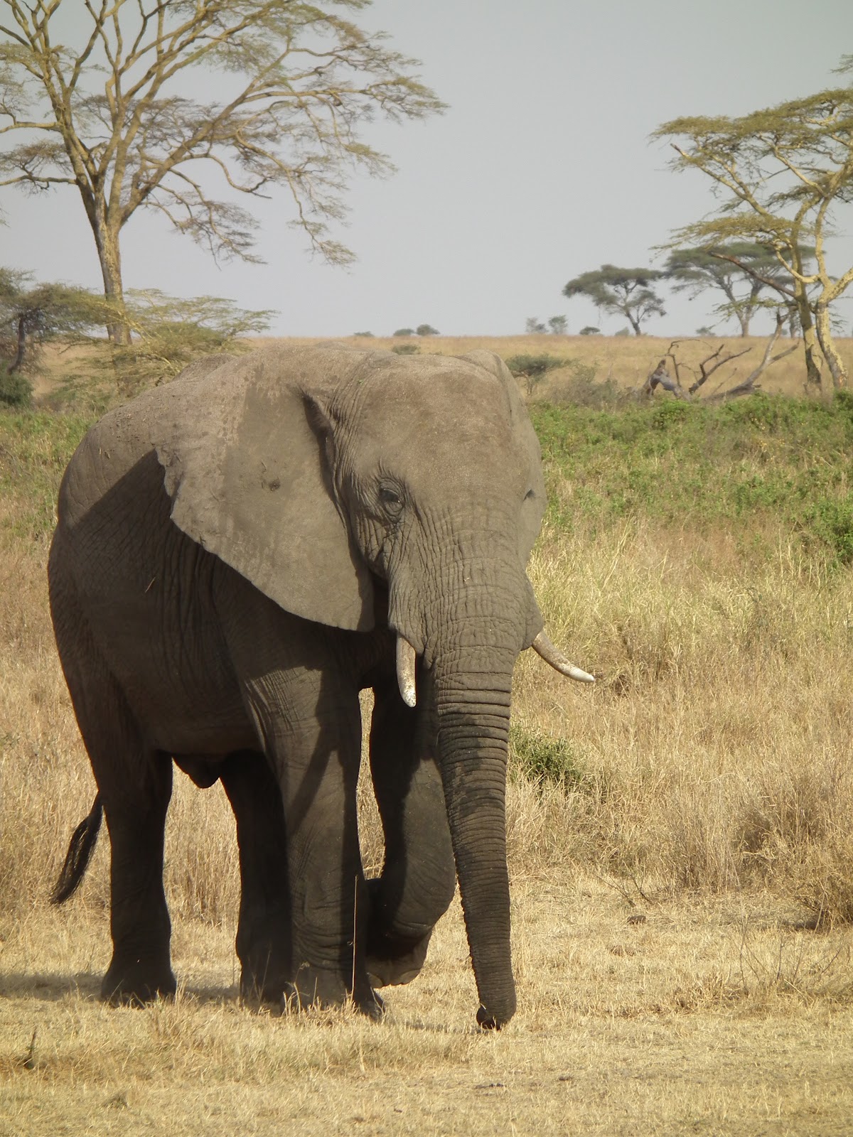 Elephants world. Танзания. E Elephant.