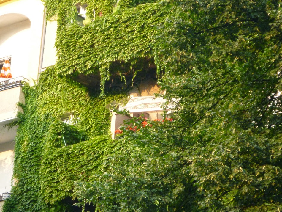 Efeubegrünte Fassade, in der man die Fenster/Balkone noch ahnen kann