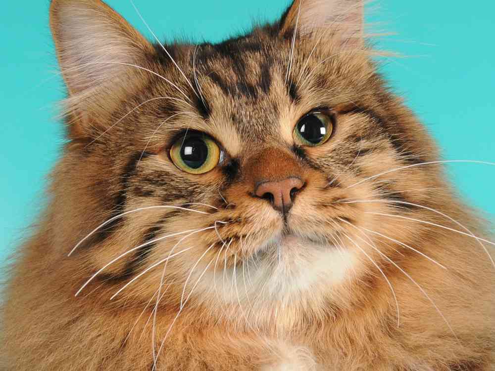 Identify A American Bobtail Cat Love Cats