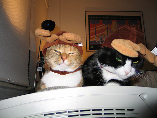 http://blog.nextdayflyers.com/25-cats-who-hate-christmas/