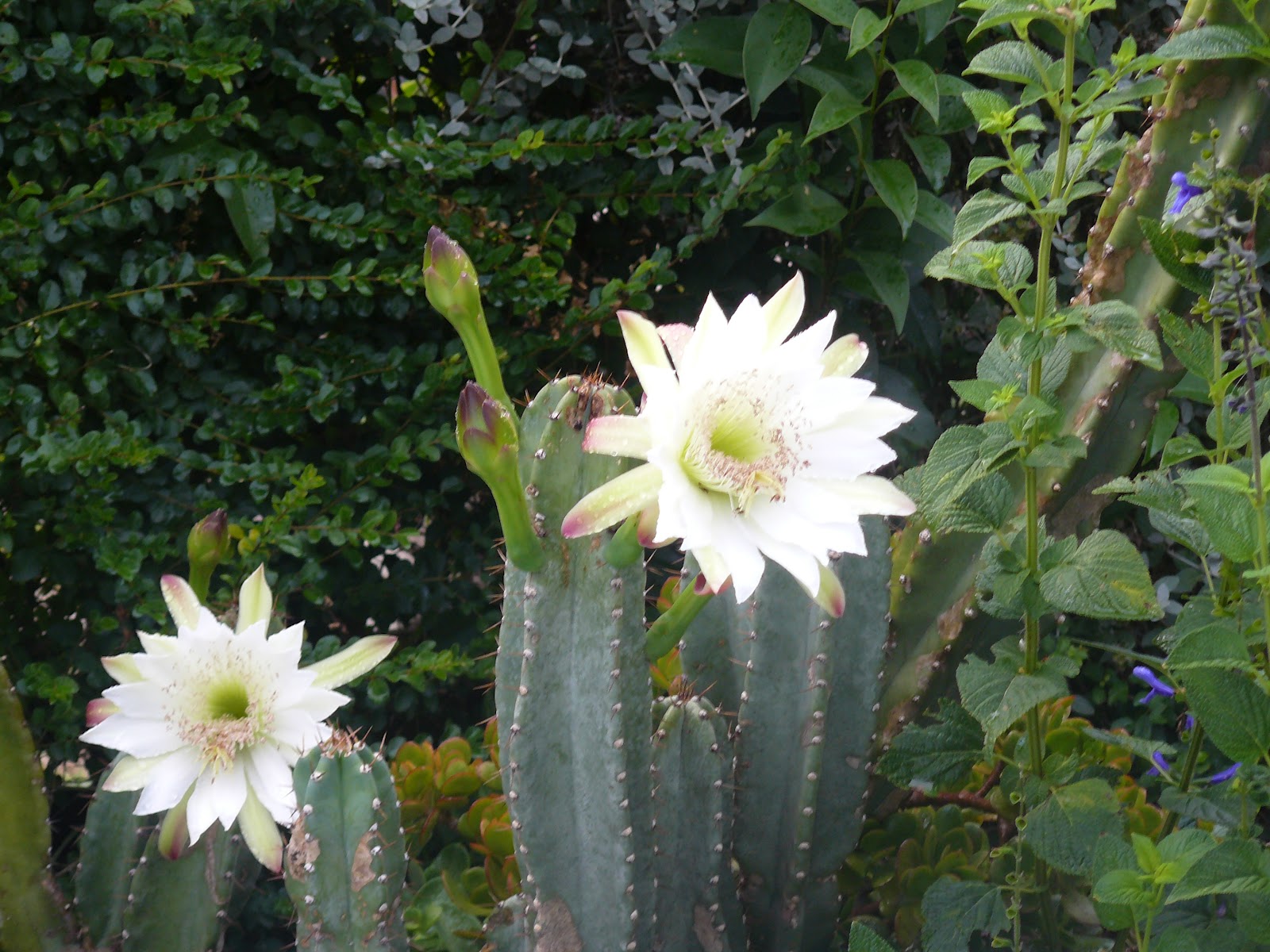 El jardín de Emi: Varias flores de Cactus