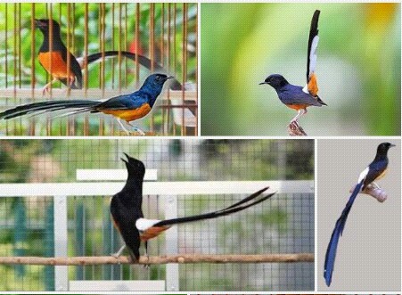 Daftar Harga Burung Murai Batu November 2019