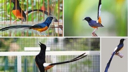 Daftar Harga Burung Murai Batu November 2019