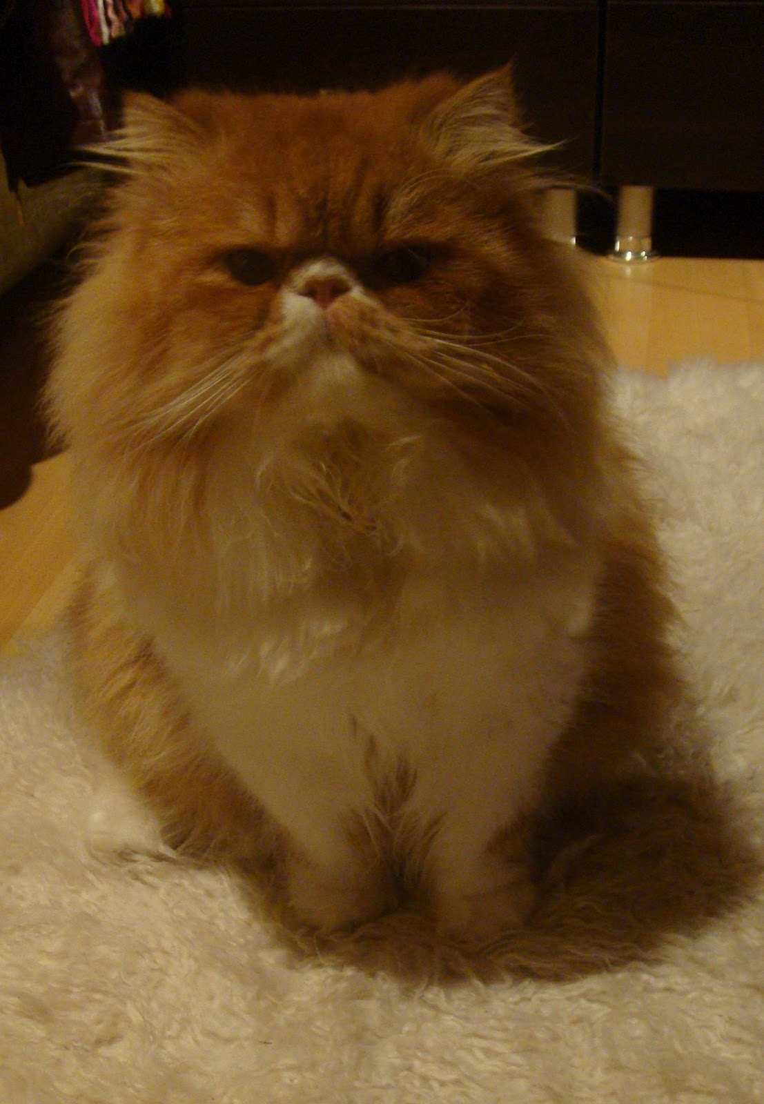 KONUŞSAM BİR TÜRLÜ, SUSSAM 1000 ) PAŞA KEDİMİZİN MANZARALARI