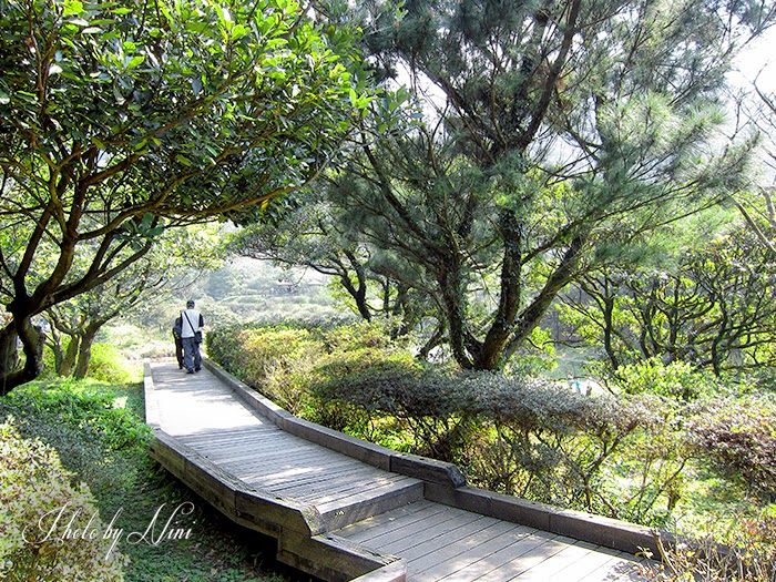 【陽明山景點】大屯自然公園。台北也有野餐聖地賞櫻祕境