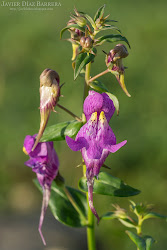Bichos y plantas de León: Linaria triornithophora
