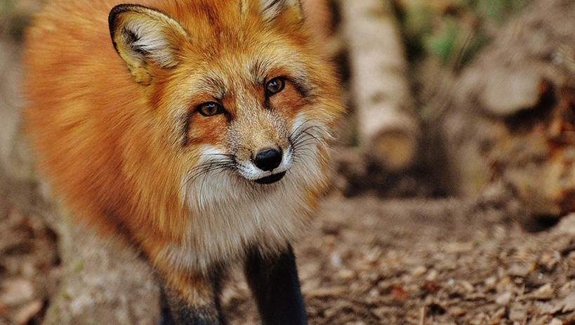 El Mundo de los animales.: ANIMALES