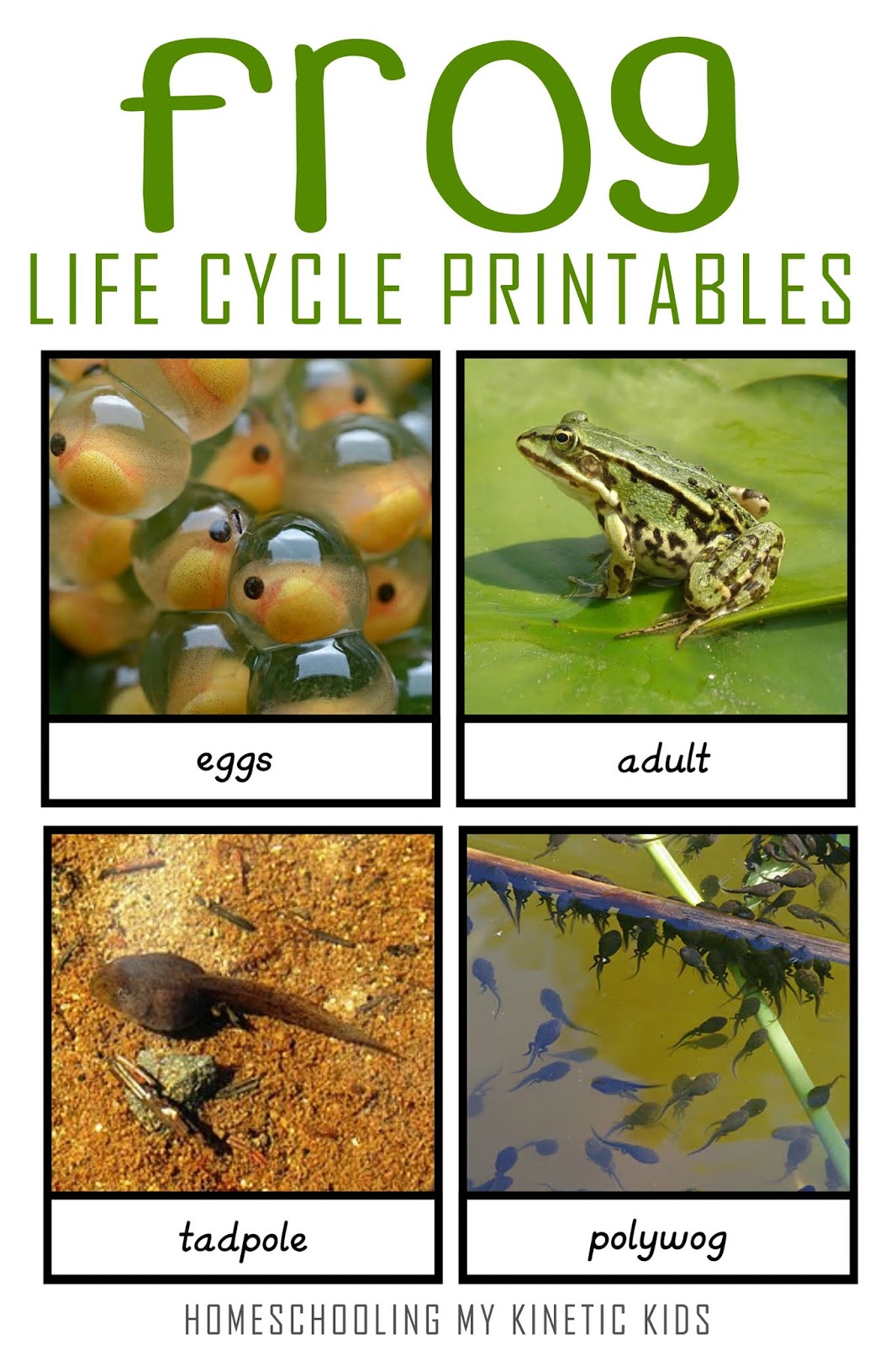 printable-life-cycle-of-a-frog