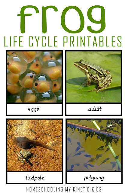 Frog Montessori inpired life cycle bilingual cards and figurines 