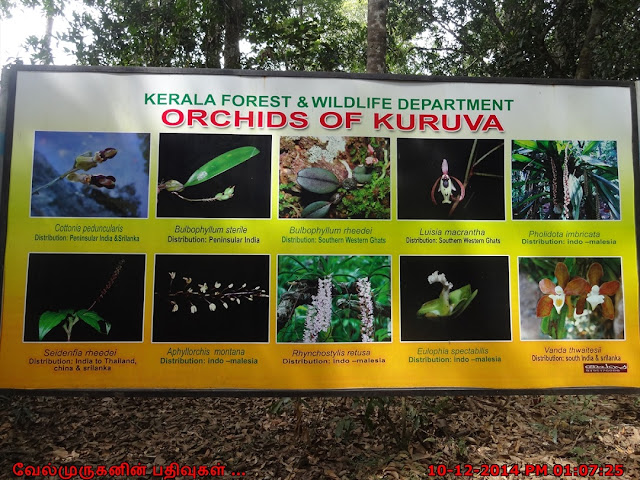 Orchids of Kuruva in Kerala