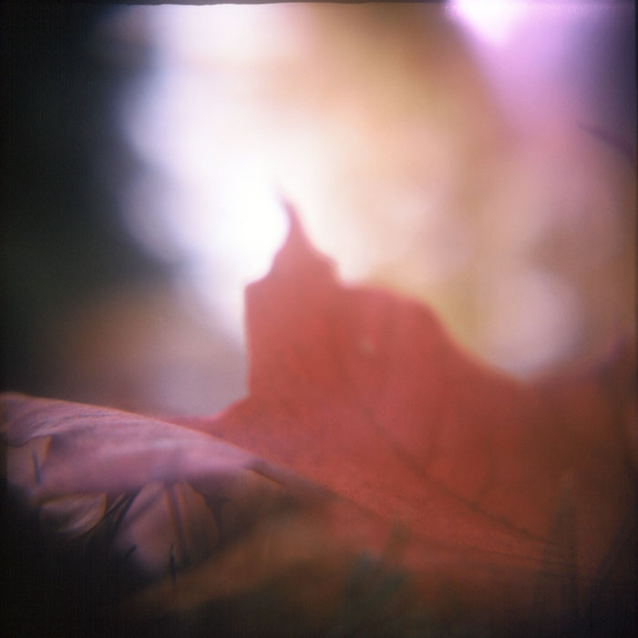 The Holga Darkroom Holga Tips Creating Close Up Photos with Your