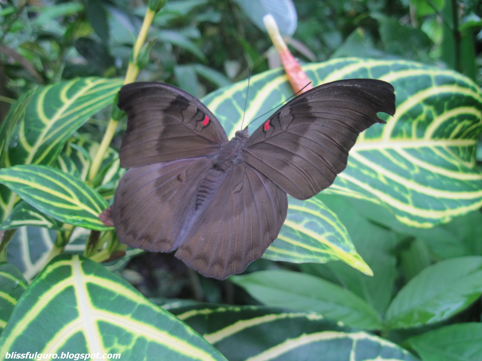 BOHOL Simply Butterflies Conservation Center blissfulguro