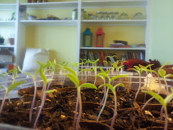 starting greenhouse seed recycled materials seeds mini prairie homestead urban