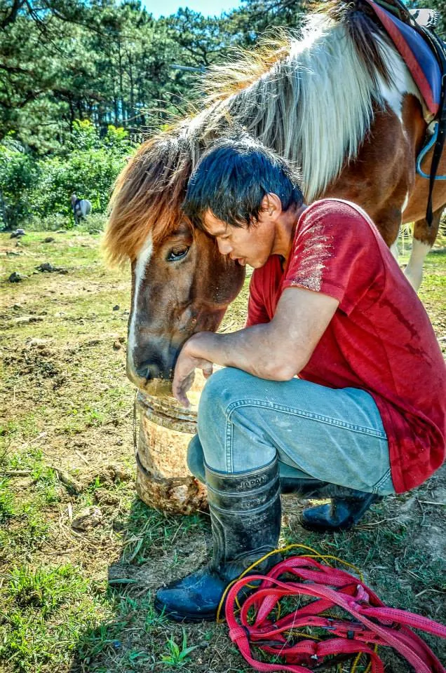 Equine Feeding