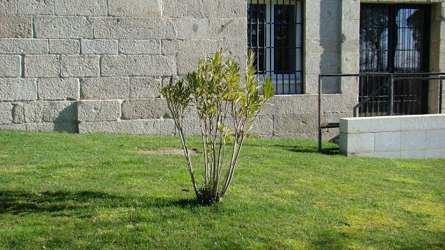 Adelfa (Nerium oleander L.).