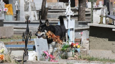 كلب يعيش بجوار قبر صاحبه منذ وفاته من ست سنوات 